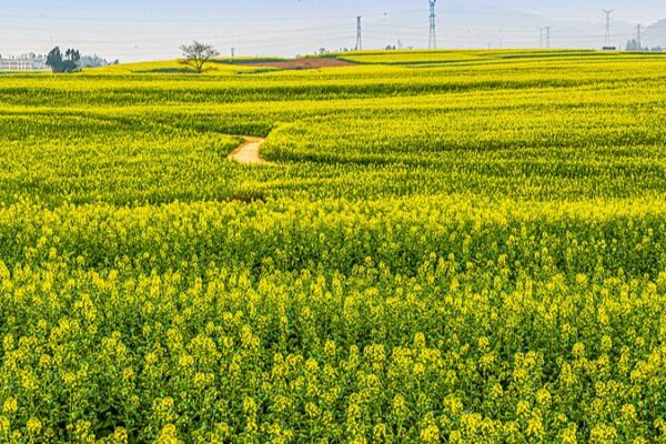 Las flores de canola crean un paraíso pastoral en Yunnan Las_flores_de_canola_crean_un_parai_so_pastoral_en_Yunnan video poster