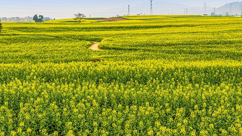 Las_flores_de_canola_crean_un_parai_so_pastoral_en_Yunnan video poster
