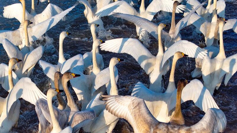 Los_cisnes_migratorios_anuncian_la_llegada_de_la_primavera_en_Ordos___