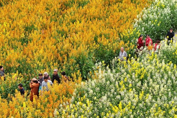 Los_coloridos_campos_de_colza_de_Chengdu_cobran_vida_en_primavera
