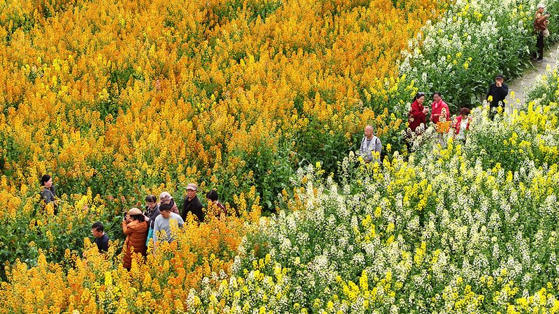 Los_coloridos_campos_de_colza_de_Chengdu_cobran_vida_en_primavera