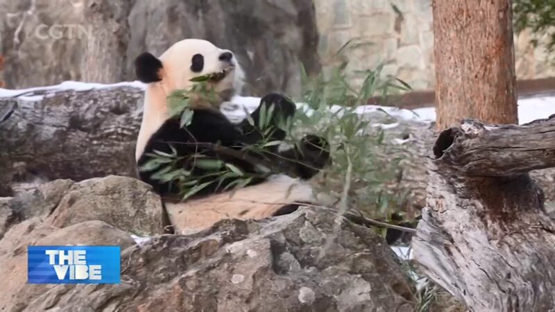 Los_pandas_gigantes_Bao_Li___Qing_Bao_encantan_a_Washington_D_C_