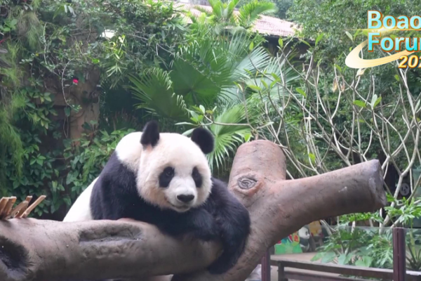 ¡Los osos panda gigantes se roban el show en el BFA 2025 en Hainan! video poster