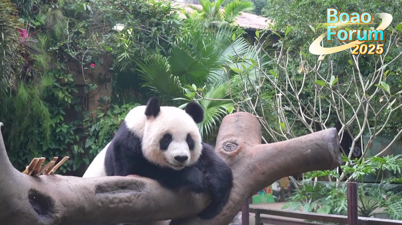 ¡Los osos panda gigantes se roban el show en el BFA 2025 en Hainan! video poster