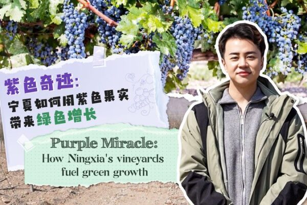 Milagro Púrpura: Los Viñedos de Ningxia Transforman el Desierto en Crecimiento Verde 🌱🍇 Milagro_Pu_rpura__Los_Vin_edos_de_Ningxia_Transforman_el_Desierto_en_Crecimiento_Verde___ video poster