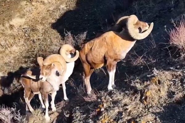 Muflón salvaje y íbices conquistan acantilados escarpados en el noroeste de Xinjiang Muflo_n_salvaje_y_i_bices_conquistan_acantilados_escarpados_en_el_noroeste_de_Xinjiang video poster