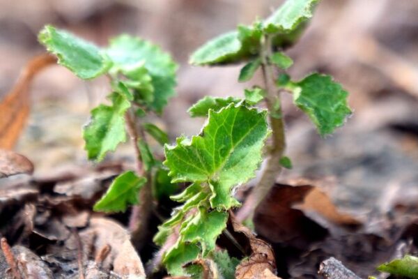 Nanomaterial_sobrecarga_el_crecimiento_de_plantas_en_China