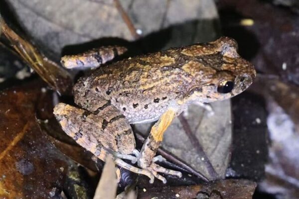 _Nueva_especie_de_rana_descubierta_en_Hunan_