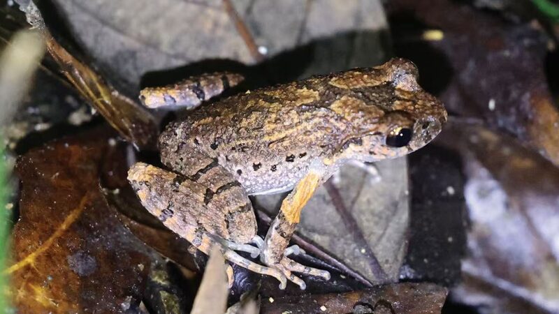 _Nueva_especie_de_rana_descubierta_en_Hunan_