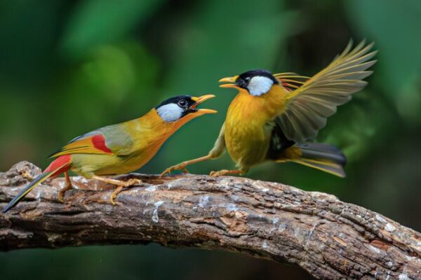 Pequen_as_Plumas__Gran_Drama__Mesias_de_Orejas_Plateadas_se_Enfrentan_en_Yunnan___