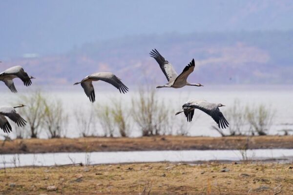 Reserva de Humedales Lashihai: Un Santuario para Más de 100,000 Aves Migratorias 🌿🦜 Reserva_de_Humedales_Lashihai__Un_Santuario_para_Ma_s_de_100_000_Aves_Migratorias___