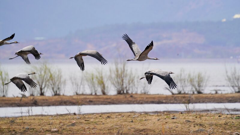 Reserva_de_Humedales_Lashihai__Un_Santuario_para_Ma_s_de_100_000_Aves_Migratorias___