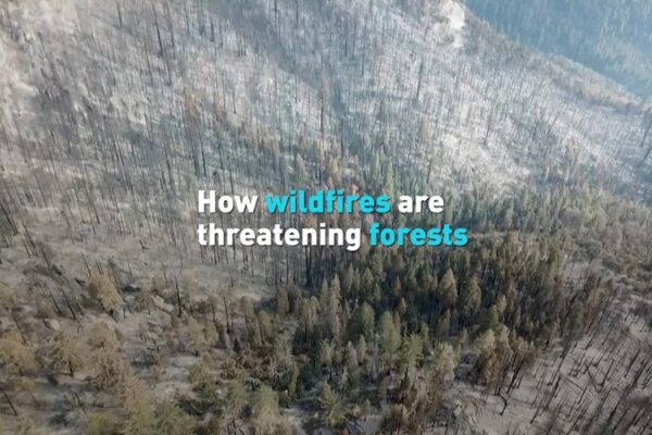 Los incendios forestales amenazan los bosques en el Día Internacional de los Bosques Los incendios forestales amenazan los bosques en el Día Internacional de los Bosques video poster