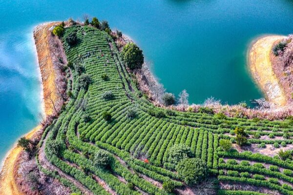 Temporada vibrante de cosecha de té en el lago Qiandao de Zhejiang 🍃 Temporada_vibrante_de_cosecha_de_te__en_el_lago_Qiandao_de_Zhejiang__