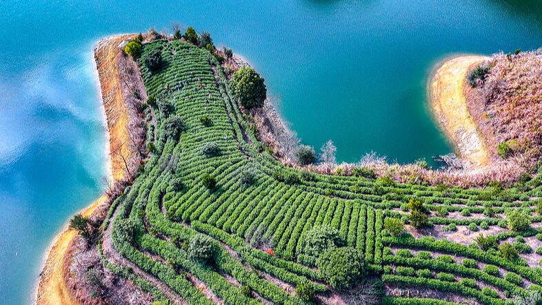 Temporada_vibrante_de_cosecha_de_te__en_el_lago_Qiandao_de_Zhejiang__