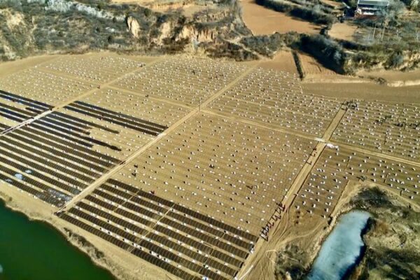 Transformacio_n_del_Chile_en_Shanxi__30_Millones_de_Plantones_Prosperan