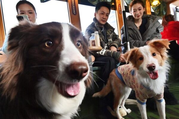 ¡Tranvía de Changchun Lanza Paseos para Mascotas! _Tranvi_a_de_Changchun_Lanza_Paseos_para_Mascotas_