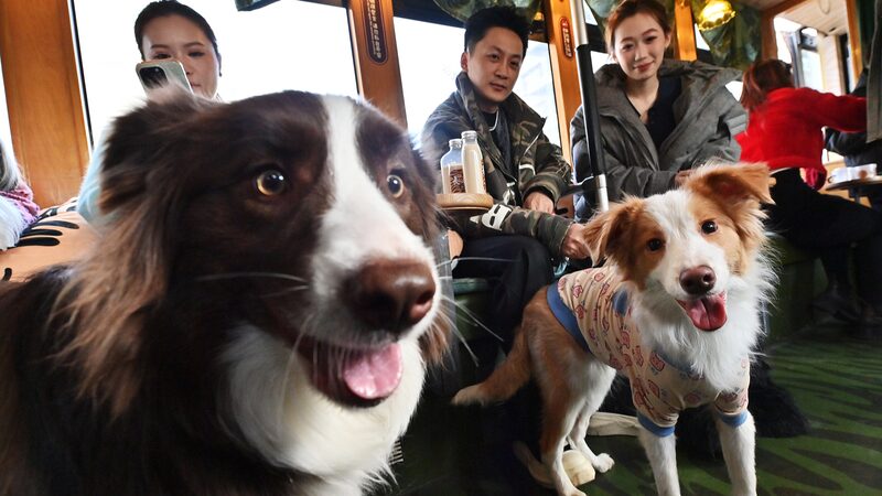 _Tranvi_a_de_Changchun_Lanza_Paseos_para_Mascotas_