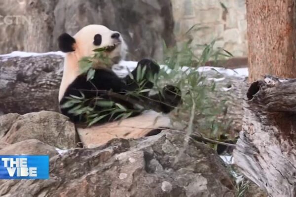¡Dúo Adorable de Pandas Debuta en el Zoológico Nacional Smithsonian! video poster