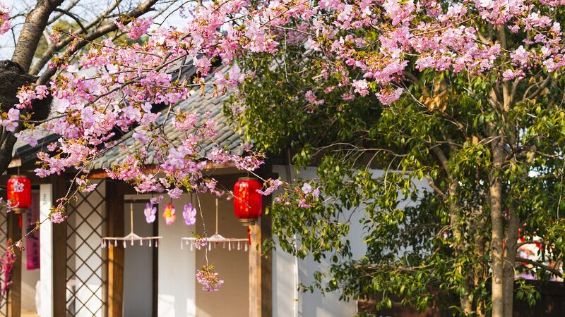 Wuxi_Florece__El_Festival_Internacional_de_los_Cerezos_Ilumina_la_Primavera