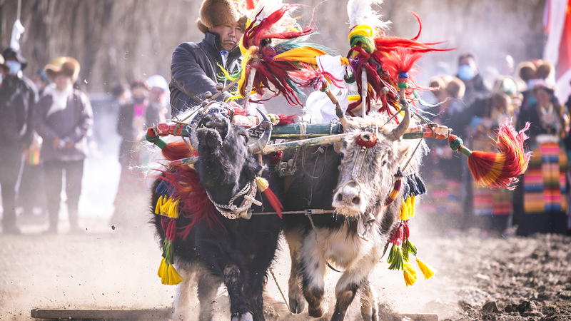 Xizang_Celebra_la_Labranza_de_Primavera__Yaks__Cebada_y_Nuevos_Comienzos