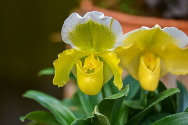 La tecnología científica rescata un raro tesoro botánico La tecnología científica rescata un raro tesoro botánico