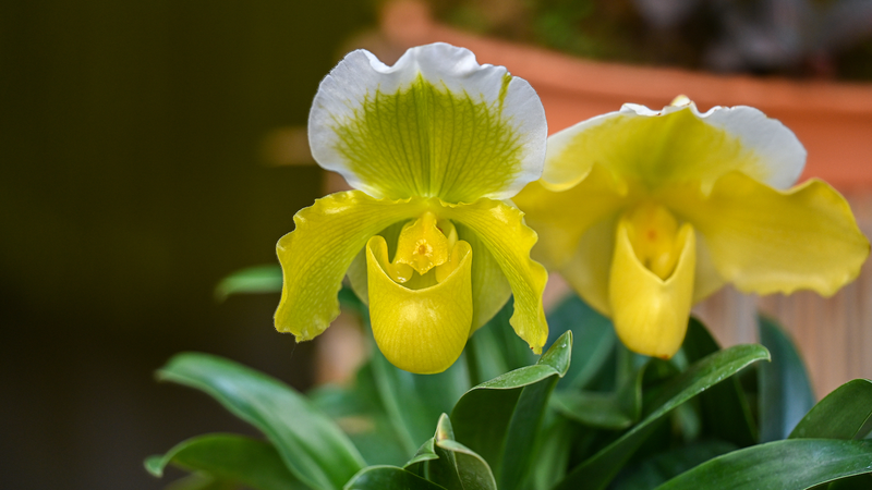 La tecnología científica rescata un raro tesoro botánico