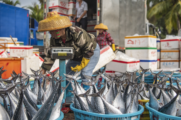 ¡La temporada de pesca de primavera en Hainan trae mariscos frescos! ¡La temporada de pesca de primavera en Hainan trae mariscos frescos!