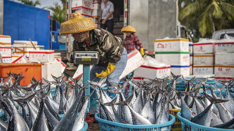 ¡La temporada de pesca de primavera en Hainan trae mariscos frescos!