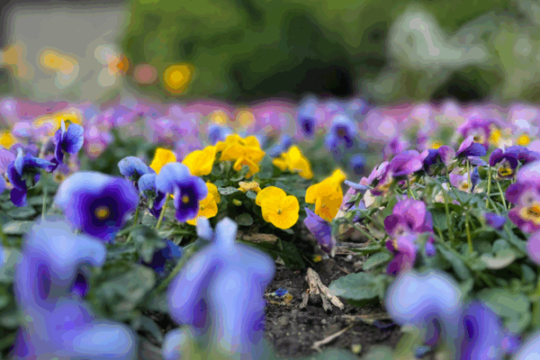 Magia floral: Violetas cornudas y Prímulas de hadas florecen en el Parque Yuyuantan