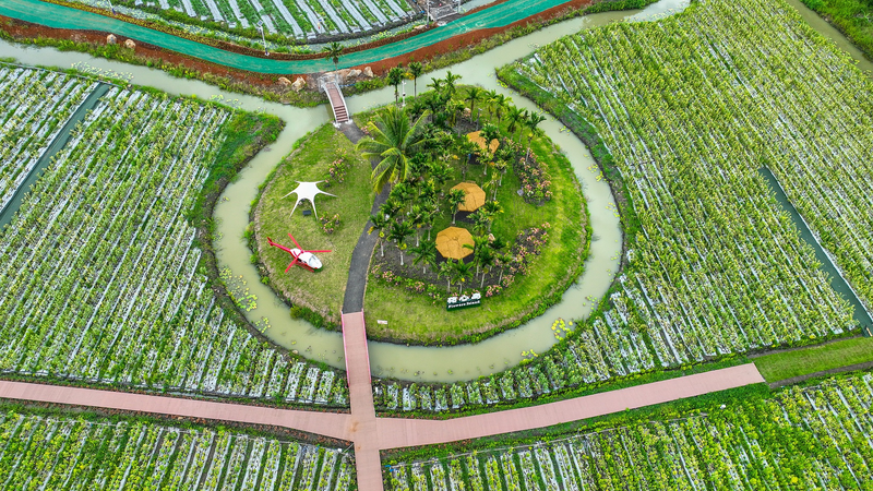 Paraíso de Frutas Tropicales en la Ciudad de Qionghai Brilla en la Expo de Hainan video poster