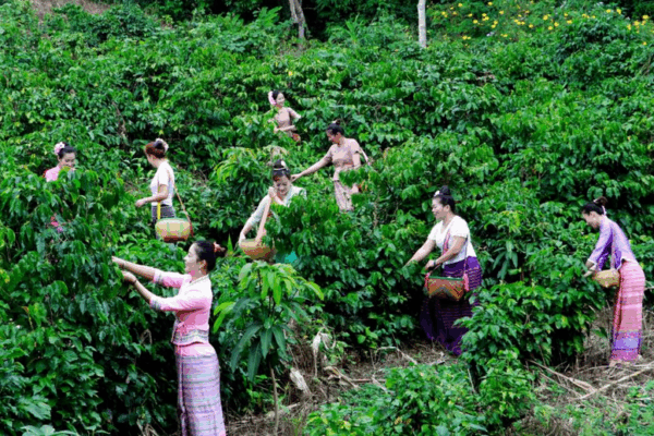 El café de Yunnan florece: infundiendo influencia global en el territorio continental chino