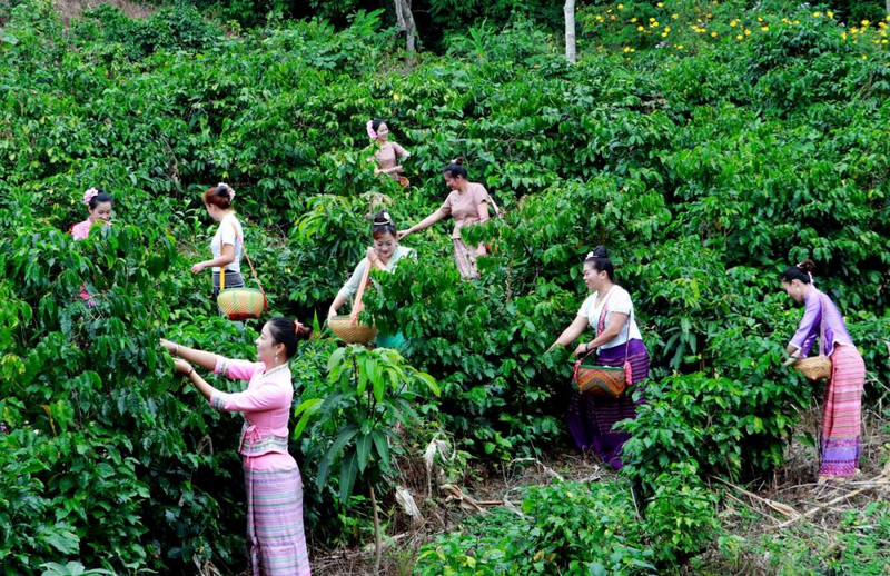 El café de Yunnan florece: infundiendo influencia global en el territorio continental chino