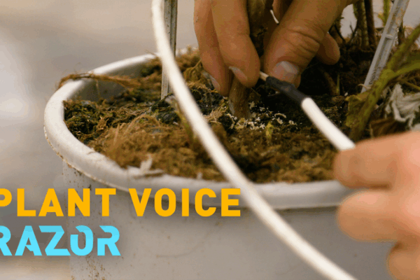 Latido de las Plantas: Palillo de Alta Tecnología Impulsa la Agricultura Sustentable video poster