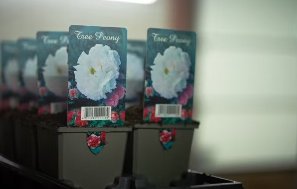 VĂnculo Floral: Legado de 22 años de PeonĂas Une Tradiciones Chinas y Holandesas VĂnculo Floral: Legado de 22 años de PeonĂas Une Tradiciones Chinas y Holandesas video poster