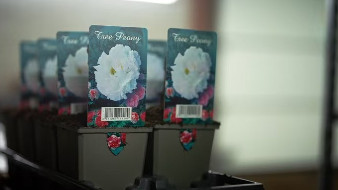 Vínculo Floral: Legado de 22 años de Peonías Une Tradiciones Chinas y Holandesas video poster