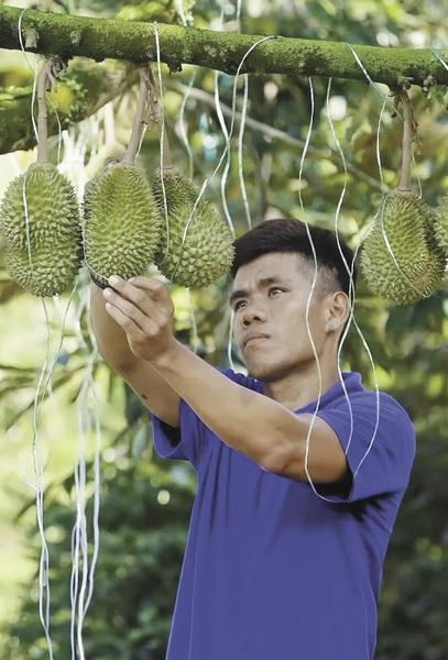 Innovación tecnológica transforma el comercio de durian malasio