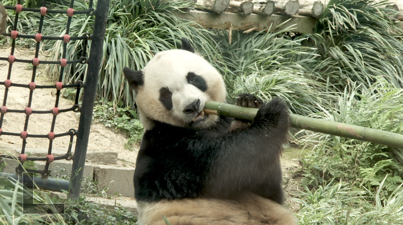 Fans globales acuden al PabellĂłn de Pandas de Macao Fans globales acuden al PabellĂłn de Pandas de Macao video poster