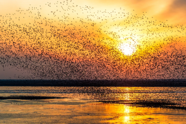 Aves migratorias se elevan en la reserva Liaohekou en la China continental Aves_migratorias_se_elevan_en_la_reserva_Liaohekou_en_la_China_continental