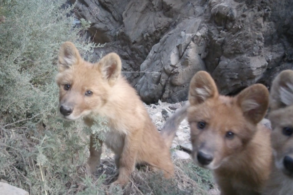 Impactante grabación en alta definición de un dhole en Qinghai asombra a fanáticos de la vida silvestre video poster