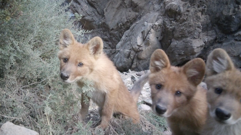 Impactante grabación en alta definición de un dhole en Qinghai asombra a fanáticos de la vida silvestre video poster