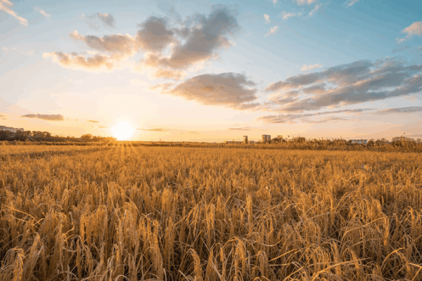 La tecnología inteligente transforma la agricultura y aumenta los ingresos La tecnología inteligente transforma la agricultura y aumenta los ingresos