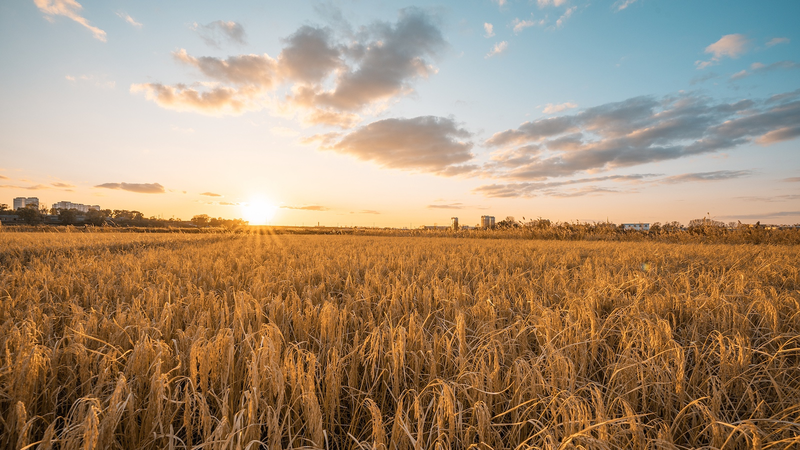 La tecnología inteligente transforma la agricultura y aumenta los ingresos