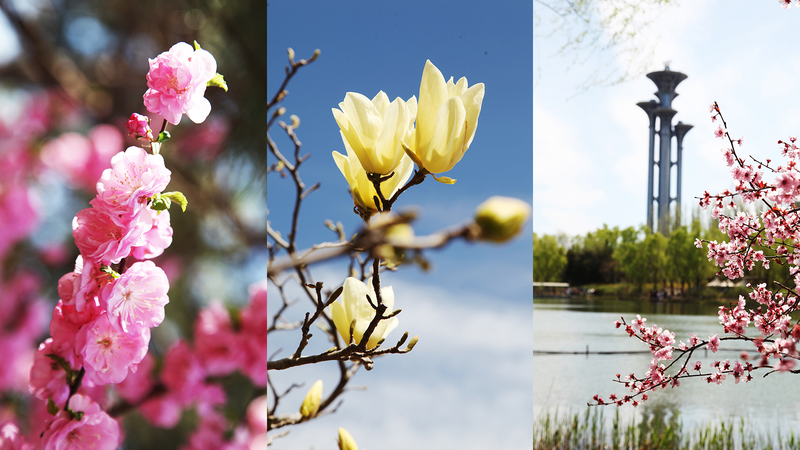 Las flores primaverales en el Parque Forestal Olímpico de Beijing