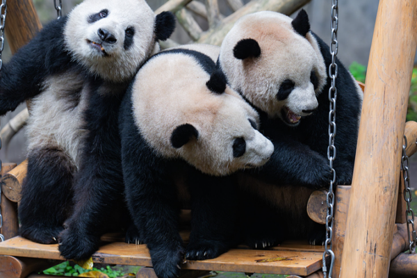 Un día en la vida de un panda gigante en el Zoológico de Chongqing