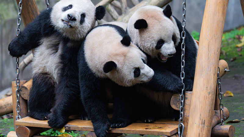 Un día en la vida de un panda gigante en el Zoológico de Chongqing