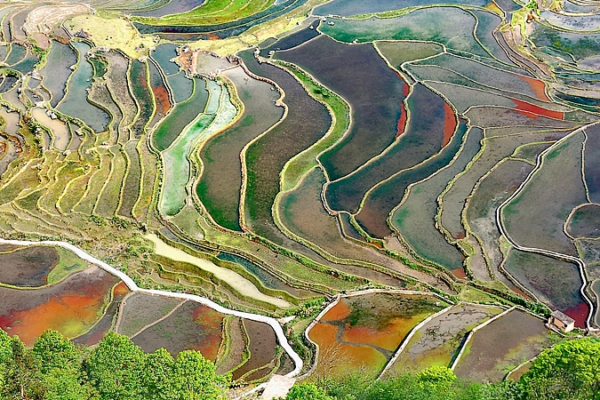 Esplendor Soleado: Los Arrozales en Terraza Hani de Honghe Brillan en la China Continental Esplendor_Soleado__Los_Arrozales_en_Terraza_Hani_de_Honghe_Brillan_en_la_China_Continental