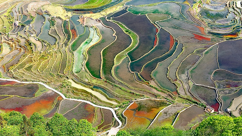 Esplendor_Soleado__Los_Arrozales_en_Terraza_Hani_de_Honghe_Brillan_en_la_China_Continental