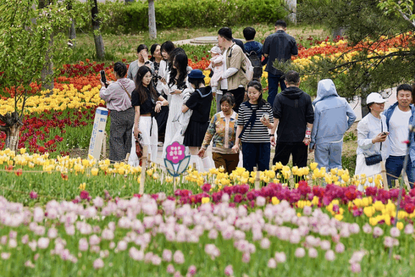Extravagancia de Tulipanes: Magia Primaveral en el Parque Jinyang Lake de Taiyuan Extravagancia_de_Tulipanes__Magia_Primaveral_en_el_Parque_Jinyang_Lake_de_Taiyuan video poster