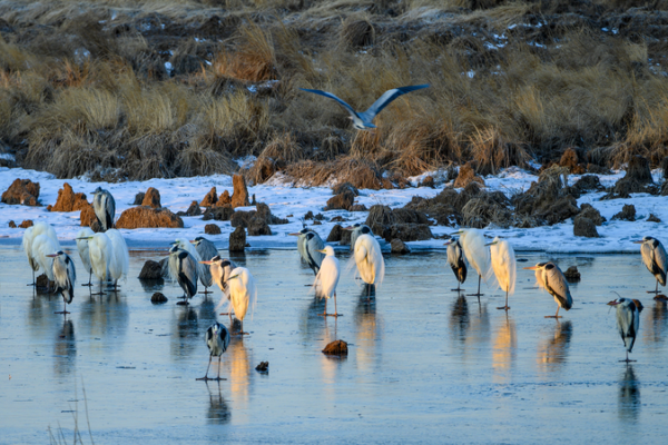 Fotografía de Aves de Celebridad Despierta Emoción por la Conservación Fotografía de Aves de Celebridad Despierta Emoción por la Conservación